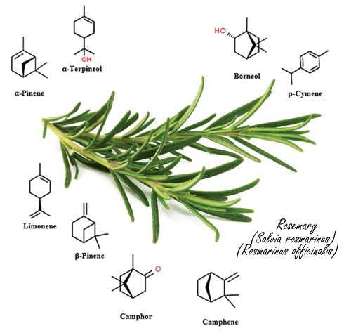Rosemary oil, a natural stimulant for the late hours