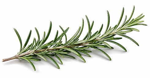  We've got another one, folks. We found another everyday kitchen herb that you can buy at any local supermarket and simply grow in your vegetable garden, and which, in a reasonable dose, makes your brain work better. According to a trial published in Complementary Therapies in Clinical Practice, rosemary supplementation improves your memory and mood.