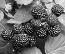 Rubus coreanus raises testosterone level by factor 7: animal study