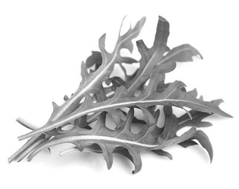 Arugula | Testosterone from your vegetable garden