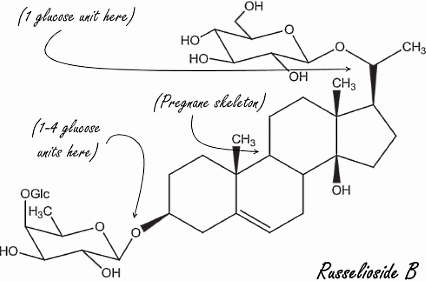 Russelioside-B, a natural fat loss steroid