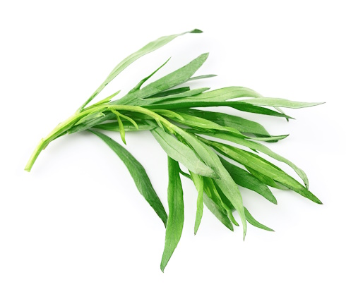 Creatine supplementation with Russian Tarragon instead of glucose: same increase in lean body mass, but much drier