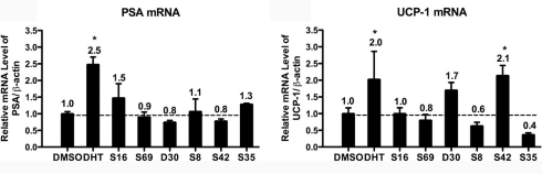 S42, the Japanese fat loss SARM