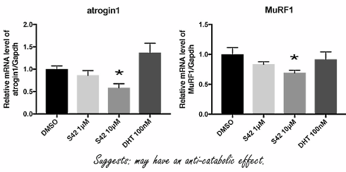 S42, the Japanese fat loss SARM