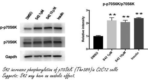 S42, the Japanese fat loss SARM