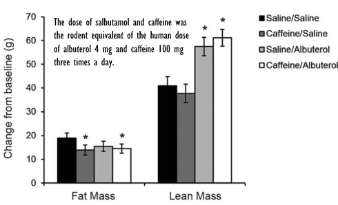 Combination of salbutamol, caffeine and high-calorie diet: more muscle, less fat