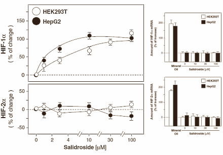 Rhodiola compound boosts EPO production