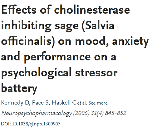 A week ago, we wrote about the positive effects of sage – also known as Salvia officinalis – on the cognitive abilities of people with a mild form of dementia. Sage also improves the functioning of the brains of young people when they have to perform under stress.