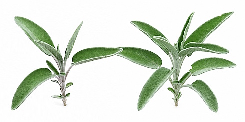 According to a somewhat older human study, supplementation with an extract of Salvia officinalis [better known as sage] can significantly improve the cognitive abilities of people with a moderate form of dementia. The dose required for this is entirely reasonable.