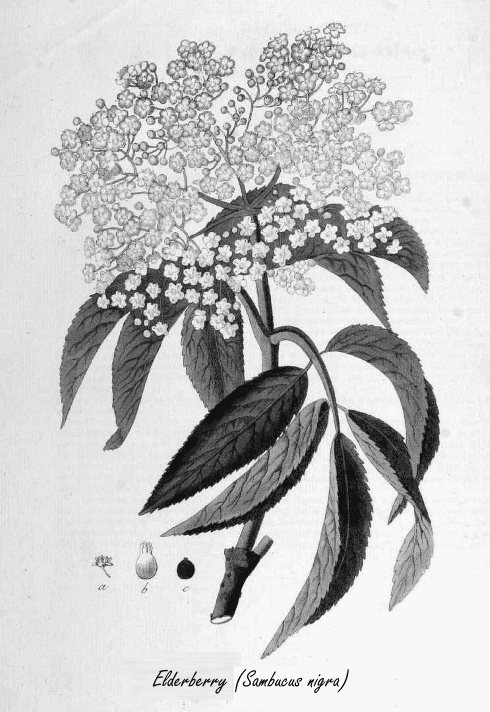 Elderberries protect against flu viruses in these two ways