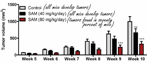 Animal study: SAM-e inhibits breast cancer