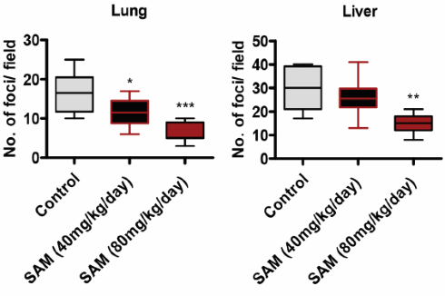 Animal study: SAM-e inhibits breast cancer