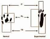 Citicoline speeds up damaged nerve recovery