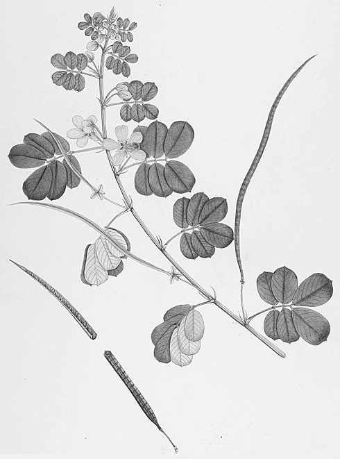 Cassia tea against farsightedness