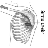 Want to develop your serrati? Try decline pushups