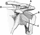 This exercise protects against shoulder injury
