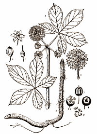 In most of the human studies published so far, extracts of Eleutherococcus senticosus � a plant you may recognise under the name of Siberian ginseng � have shown no performance enhancing effects. Despite this, Asian scientists in particular continue to study the ergogenic effects of Eleutherococcus senticosus. And the efforts of the sports scientists at Zhengzhou University in China have been successful.