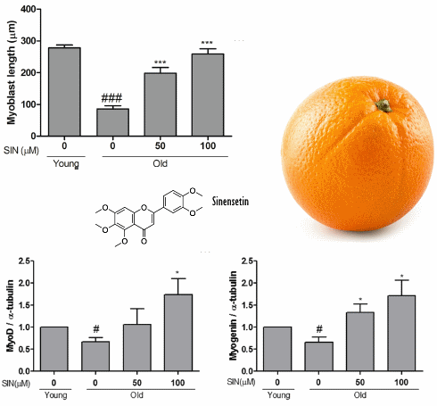 Sinensetin, yet another anabolic substance from citrus