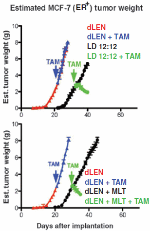 A healthy sleep rhythm makes antioestrogens more effective