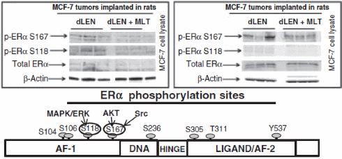 A healthy sleep rhythm makes antioestrogens more effective