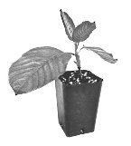 Are supplements companies messing with kratom?