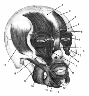 Testosterone reduces your ability to put yourself in someone else's shoes
