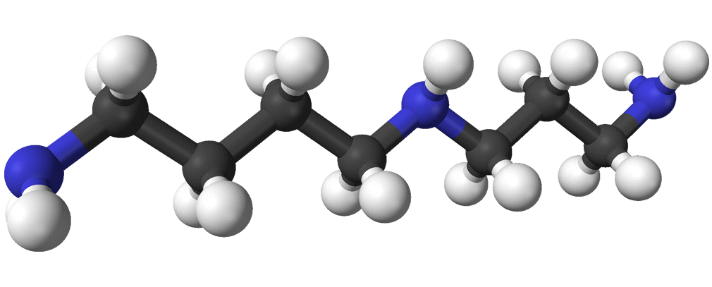 Spermidine keeps the heart young | Animal study