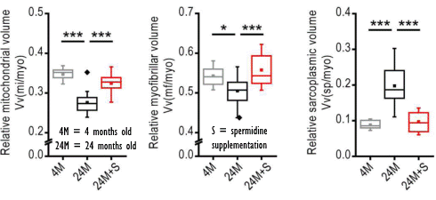 Spermidine is a life extender | Animal study & some epidemiology