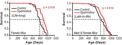 Spermidine is a life extender | Animal study & some epidemiology