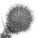 Sphaeranthus indicus Flower