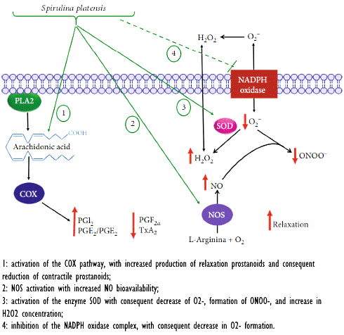 Spirulina, an unlikely supplement for erectile dysfunction