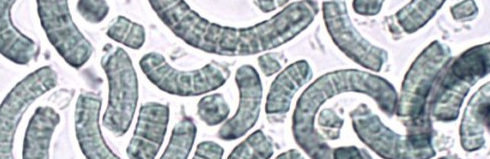 On a diet? Take 2 spirulina tablets before meals and lose even more fat