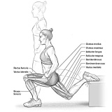 The single leg squat for the gluteal muscles, the split squat for the quads