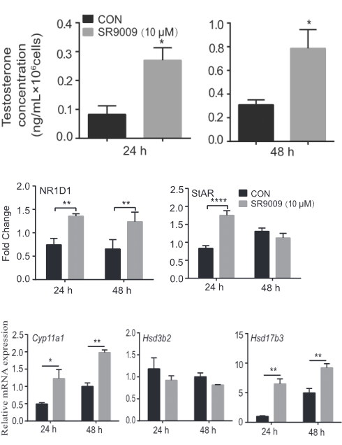 SR-9009 increases testosterone release by Leydig cells