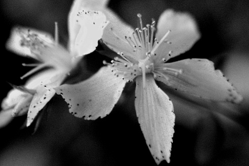 St. John's wort reduces depression | Meta-study