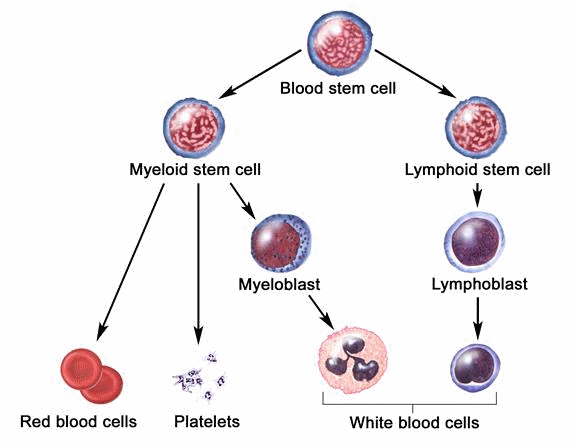 Fasting activates stem cells to regenerate tissues