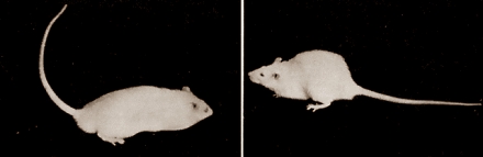 Animal study: sunbathing is addictive