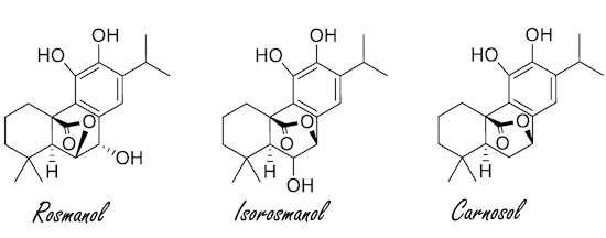 Under stress, the brain functions better through supplementation with sage