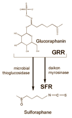 Sulforaphane supplement mitigates autism traits