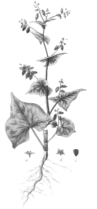 Tartary buckwheat