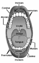 Take fish oil to stop your teeth from falling out