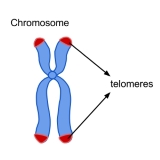 The delayed aging of elite sprinters