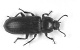 Tenebrio molitor