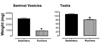 Runners' testes stay young