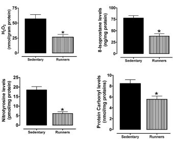 Runners' testes stay young