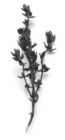 Animal study | Thyme oil increases testosterone levels
