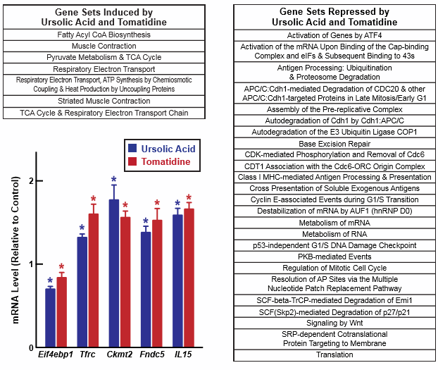 The anabolic effect of tomatidine versus that of ursolic acid