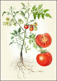 Tomatidine, a medicine against atherosclerosis from tomatoes