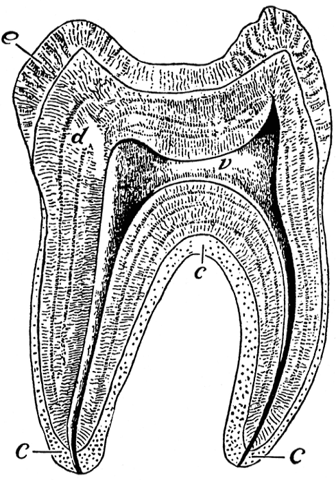 More vitamin D, less dental caries