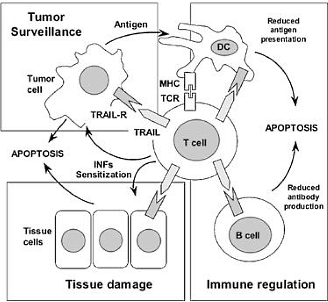 How hispolon helps the immune system to kill cancer cells